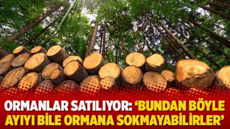 Ormanlar satılıyor: ‘Bundan böyle ayıyı bile ormana sokmayabilirler’