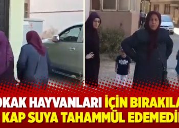 Sokak hayvanları için bırakılan bir kap suya tahammül edemediler