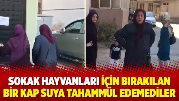 Sokak hayvanları için bırakılan bir kap suya tahammül edemediler