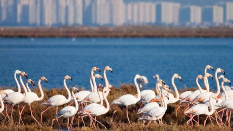 Körfez Geçiş Projesi iptal