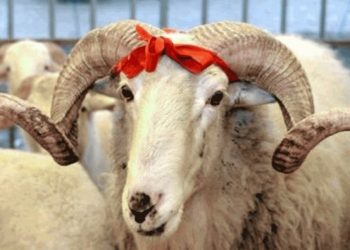 Kurbanlık fiyatları kaç TL’den başlıyor?