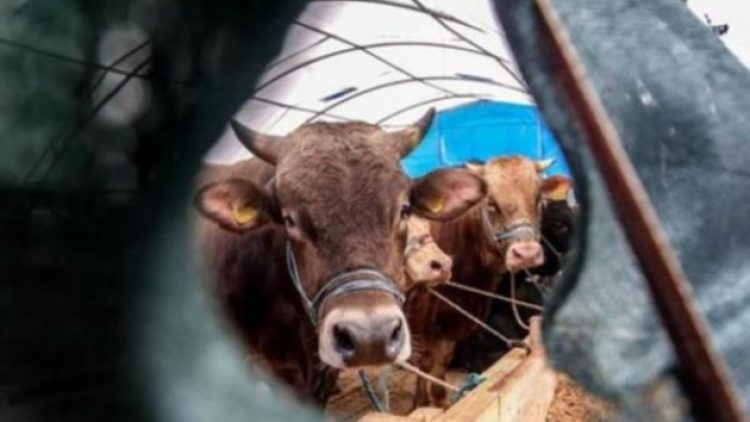 Bayram öncesi, kurban keseceklere kötü haber