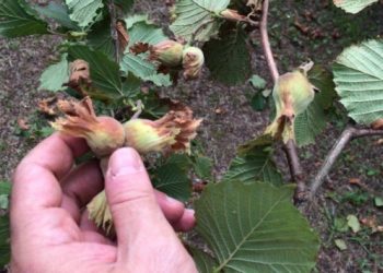 Ordu’da yaşanan sel fındığın fiyatını artırdı