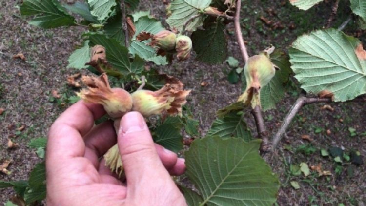 Ordu’da yaşanan sel fındığın fiyatını artırdı