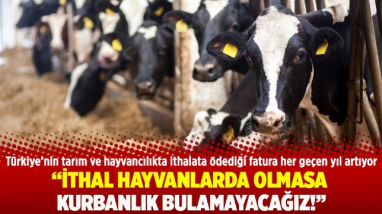 İthal hayvanlarda olmasa  kurbanlık bulamayacağız!