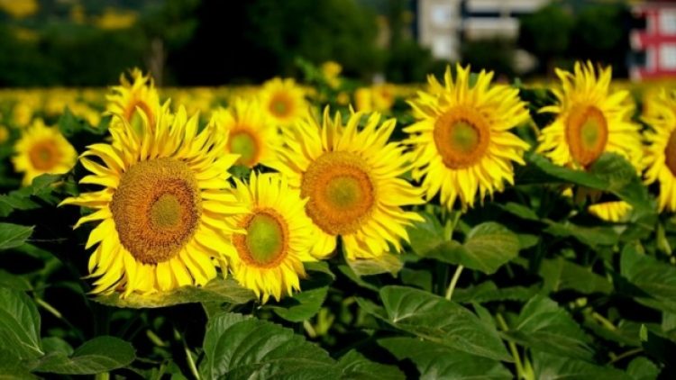 Dışa bağımlılık artıyor: Ayçiçeği krizi kapıda!