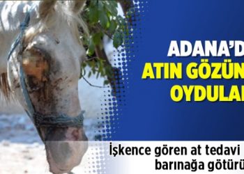 Adana’da atın gözünü oydular!