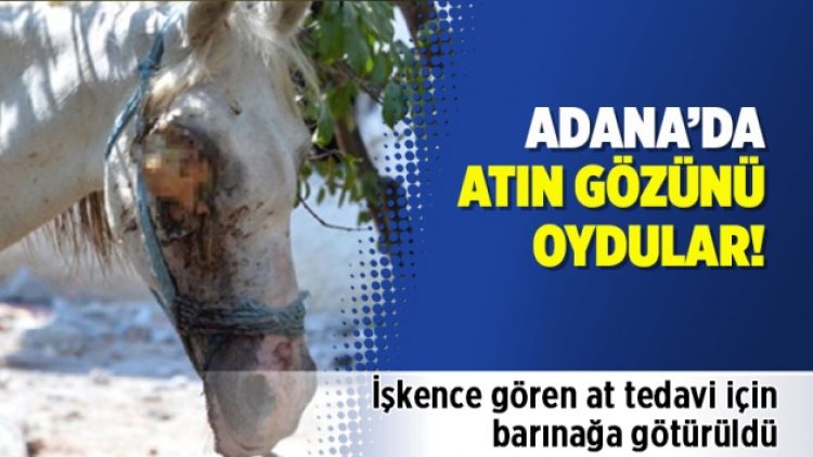 Adana’da atın gözünü oydular!
