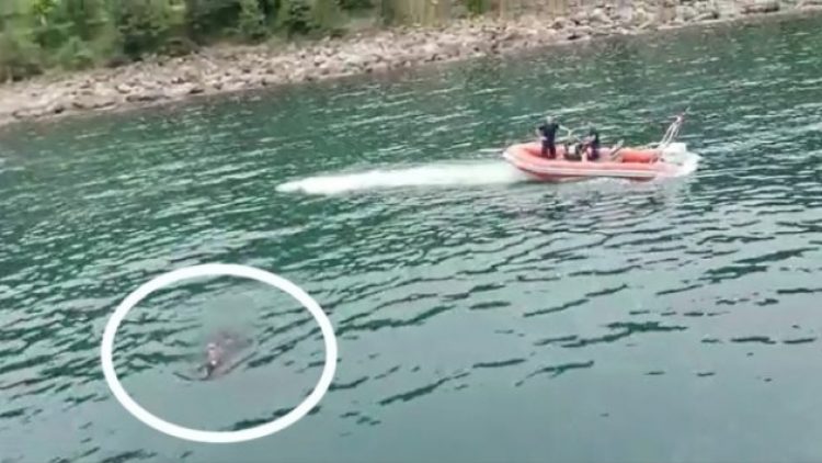 Haluk Levent, o danayı arıyor