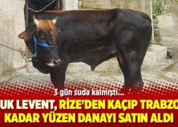 Haluk Levent, Rize’den kaçıp Trabzon’a kadar yüzen danayı satın aldı