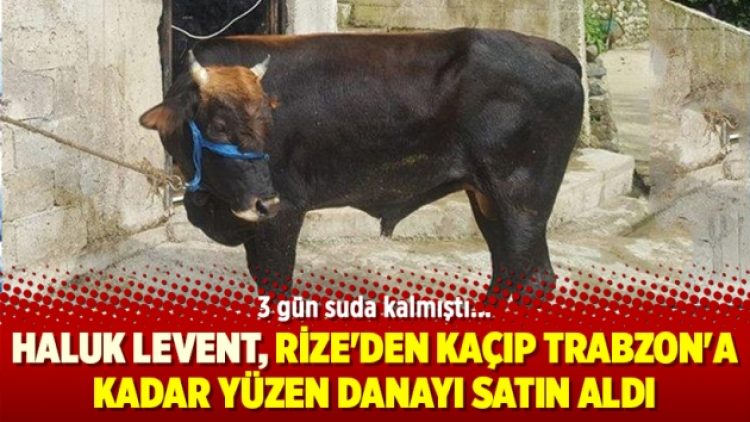 Haluk Levent, Rize’den kaçıp Trabzon’a kadar yüzen danayı satın aldı