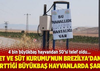 Et ve Süt Kurumu’nun Brezilya’dan getirttiği büyükbaş hayvanlarda şarbon