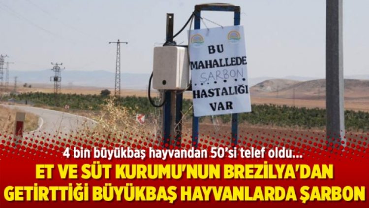 Et ve Süt Kurumu’nun Brezilya’dan getirttiği büyükbaş hayvanlarda şarbon