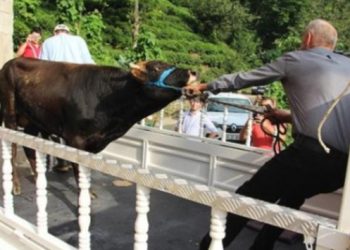 ‘Yüzen dana’ Ferdinand yola çıktı