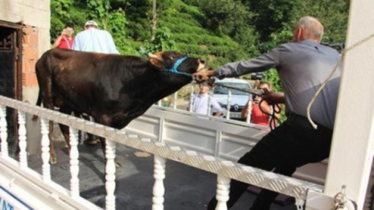 ‘Yüzen dana’ Ferdinand yola çıktı
