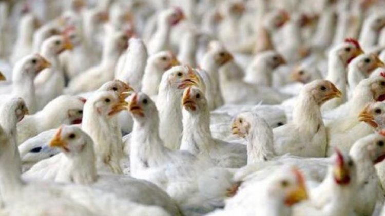 Şeker Piliç fabrikası o bankanın oldu