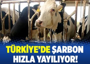 Türkiye’de şarbon hızla yayılıyor!