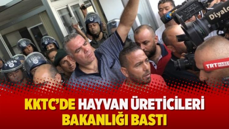 KKTC’de hayvan üreticileri bakanlığı bastı