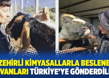 Zülal Kalkandelen: Zehirli kimyasallarla beslenen hayvanları Türkiye’ye gönderdiler