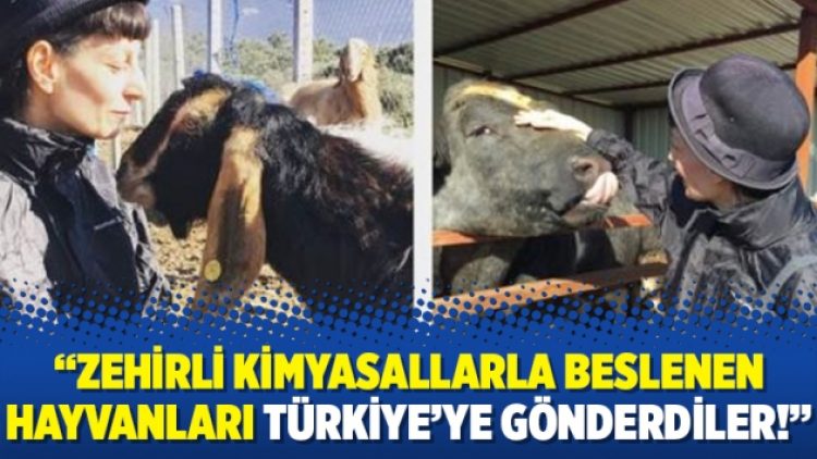 Zülal Kalkandelen: Zehirli kimyasallarla beslenen hayvanları Türkiye’ye gönderdiler