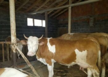 Bitlis’te şarbon vakası: 81 hayvan öldü, ilçe karantinada