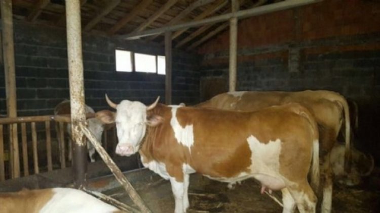 Bitlis’te şarbon vakası: 81 hayvan öldü, ilçe karantinada