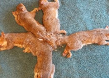 Kuyrukları birbirine dolanan 5 sincap yavrusu ölümden kurtarıldı