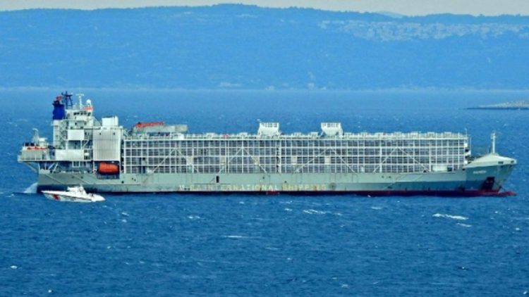 Gemideki hayvanlar Bandırma’ya boşaltılmış