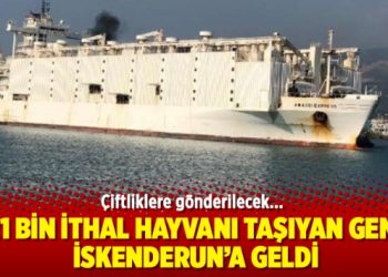 21 bin ithal hayvanı taşıyan gemi İskenderun’a geldi