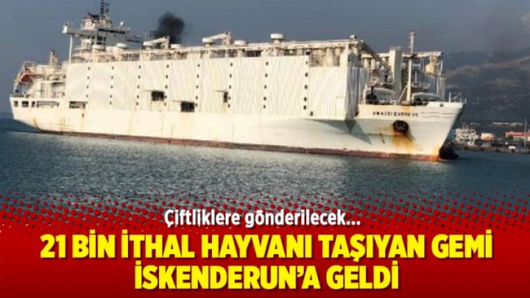 21 bin ithal hayvanı taşıyan gemi İskenderun’a geldi