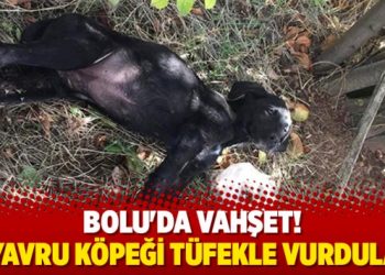 Bolu’da vahşet! 3 yavru köpeği tüfekle vurdular
