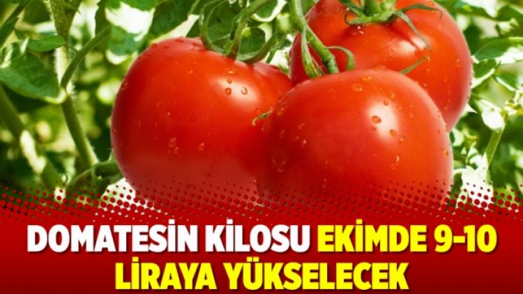 Domatesin kilosu ekimde 9-10 liraya yükselecek