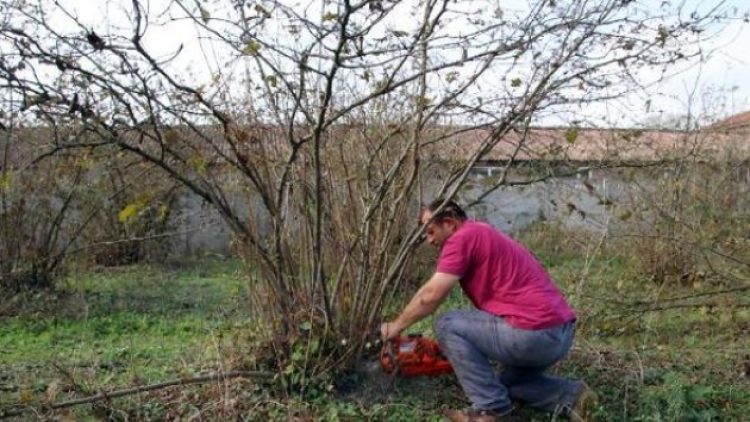 ‘Fındık para etmiyor’ diyen çiftçi ağaçlarını kesti