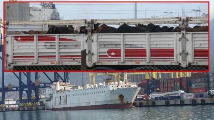 Alsancak izin vermedi, anguslar İskenderun’a indirildi