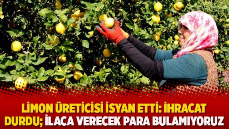 Limon üreticisi isyan etti: İhracat durdu; İlaca verecek para bulamıyoruz