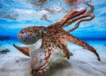 Ahtapotun erkek olmadığı 10 bin yavru dünyaya getirince anlaşıldı!