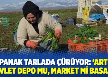 Ispanak tarlada çürüyor: ‘Artık devlet depo mu, market mi basar’