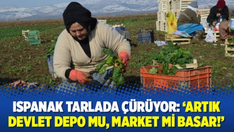Ispanak tarlada çürüyor: ‘Artık devlet depo mu, market mi basar’