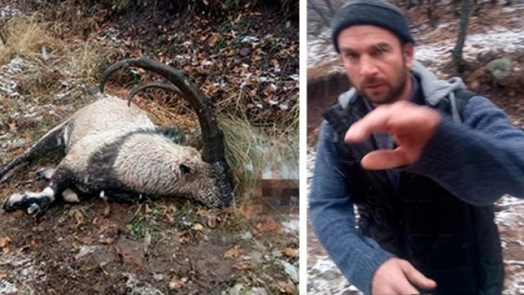 Nesli tükenmekte olan dağ keçisini öldürdüler