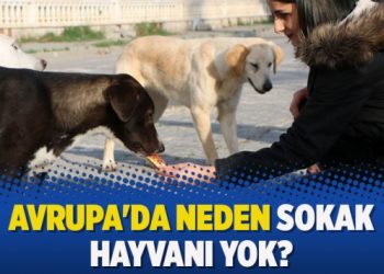 Avrupa’da neden sokak hayvanı yok?