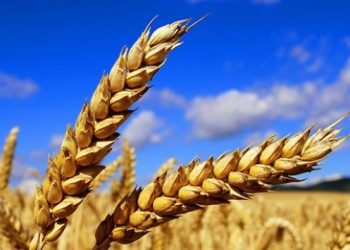 Soğandan sonra buğday için de sıfır gümrük vergisi