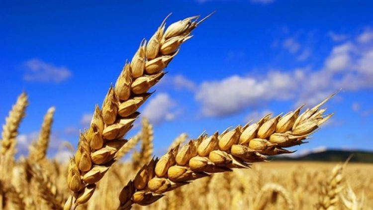 Soğandan sonra buğday için de sıfır gümrük vergisi