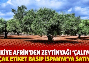İddia: Türkiye Afrin’den zeytinyağı ‘çalıyor’, kaçak etiket basıp İspanya’ya satıyor