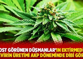 “Dost görünen düşmanlar”ın ektirmediği kenevirin üretimi AKP döneminde dibi görmüş