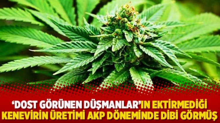 “Dost görünen düşmanlar”ın ektirmediği kenevirin üretimi AKP döneminde dibi görmüş