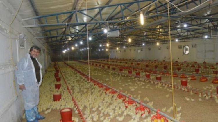 Civciv üreticileri borç batağında: Üretim durabilir, beyaz ete zam gündemde