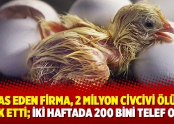 İflas eden firma, 2 milyon civcivi ölüme terk etti; iki haftada 200 bini telef oldu