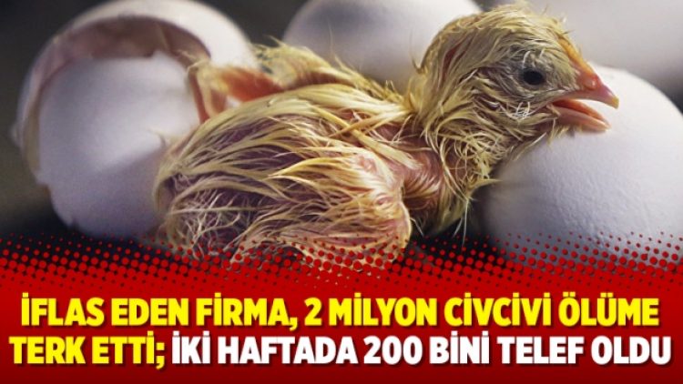 İflas eden firma, 2 milyon civcivi ölüme terk etti; iki haftada 200 bini telef oldu
