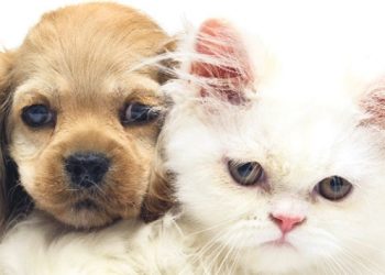 ‘Petshop’larda kedi ve köpek satışına yasak geliyor
