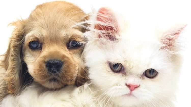 ‘Petshop’larda kedi ve köpek satışına yasak geliyor